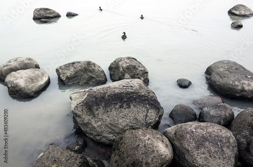 Gray granite stones and ducks are in a shallow water