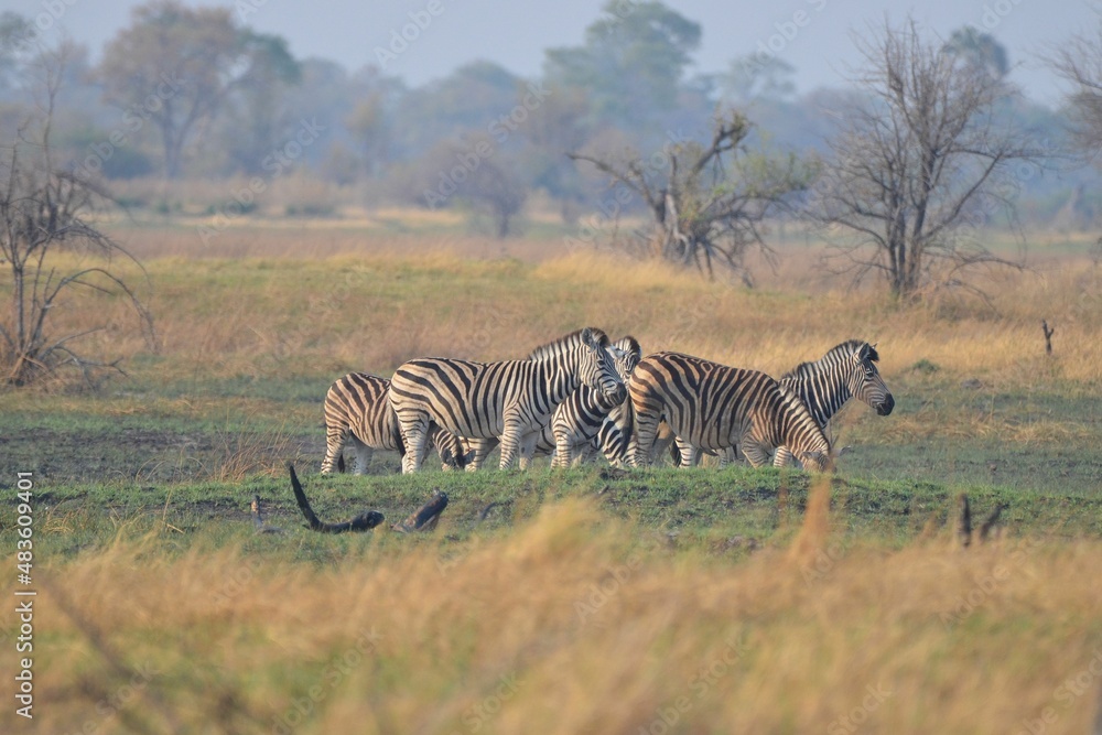 Obraz premium A herd of plains zebras in the Okavango Delta