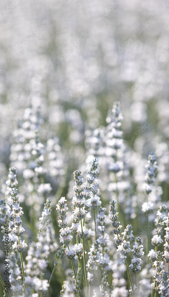 Sunset over a white lavender field in Provence, France.