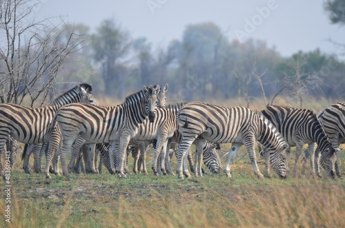 A herd of plains zebras in the Okavango Delta