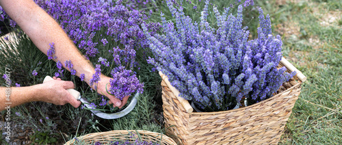 Photo Harvesting season. Lavender bouquets and basket.