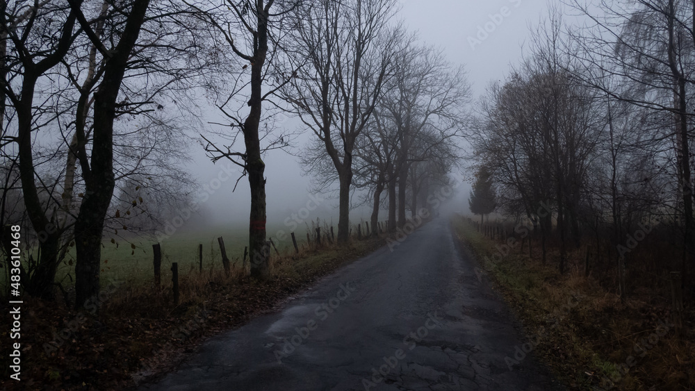 Mysterious foggy landscape with broad leaf trees along asphalt road at autumn/fall. Fog, mist. Eastern Europe, Moravia. . Mysterious foggy landscape with broad leaf trees along asphalt road at autumn/fall. Fog, mist. Eastern Europe, Moravia. .