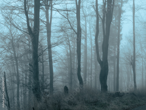 Creepy beech trees forest in Jeseniky mountains at autumn. Gloomy hilly foggy landscape  tree trunks. Jeseniky mountains  Eastern Europe  Moravia.  .