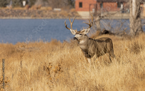 Buck Mule Deer in Colorado in Autumn © natureguy
