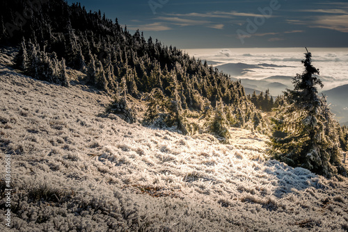 Scenic landscape with spruce trees covered with rime, view from a mounatin range to the valley filled with low clouds during temperature inversion. Jeseniky.Czech republic. .