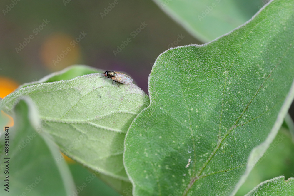 Calliopum is a genus of small flies of the family Lauxaniidae. An insect resting on a leaf. Calliopum is a genus of small flies of the family Lauxaniidae. An insect resting on a leaf.