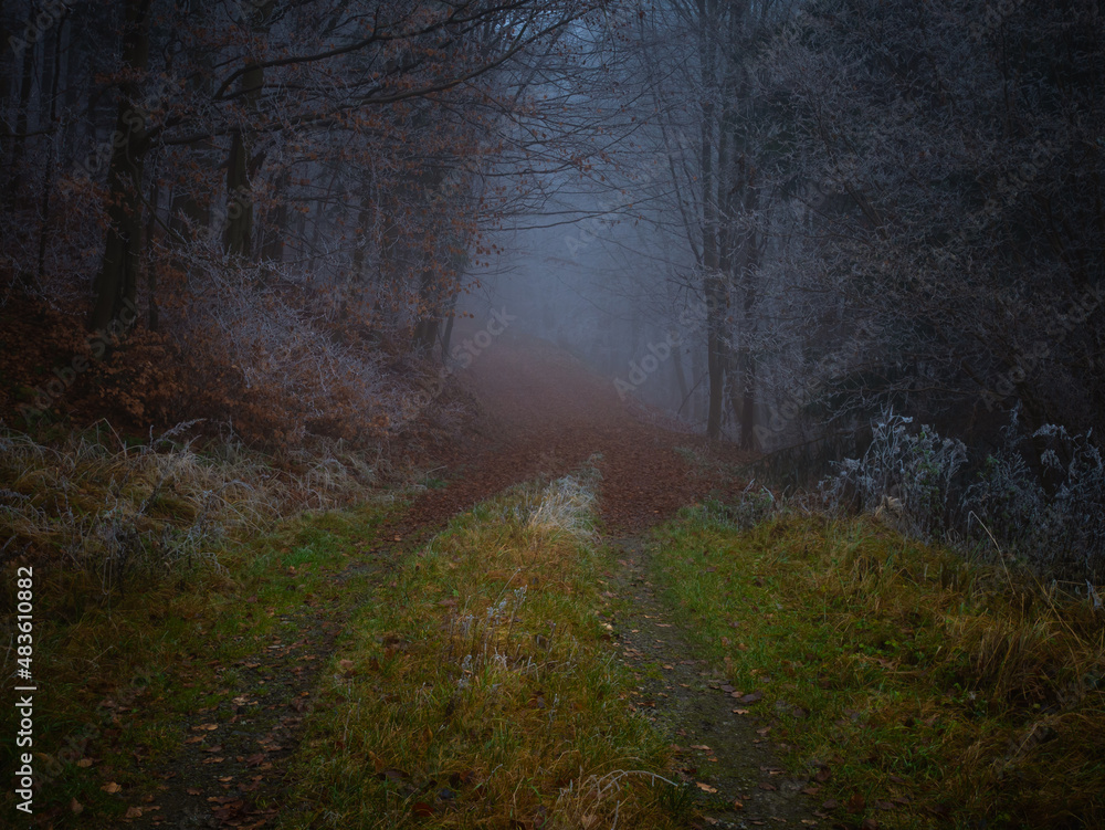 Mysterious foggy forest covered with rime in late autumn. Forest road covered with colourful leafs,fog,trees covered with rime, gloomy autumnal landscape. Jeseniky mountains, Eastern Europe, Moravia. 