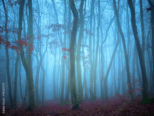 Mysterious foggy forest  oak trees  foliage  leafs fog tree trunks  gloomy landscape. Eastern Europe.  .