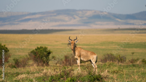 Antelope