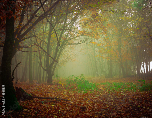 Mysterious foggy forest, colorful foliage, leafs,fog,tree trunks, gloomy autumn landscape. Eastern Europe. .