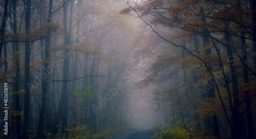 Mysterious foggy forest, forest road, trees, colorful foliage, leafs,fog,tree trunks, gloomy autumn landscape. Eastern Europe. .