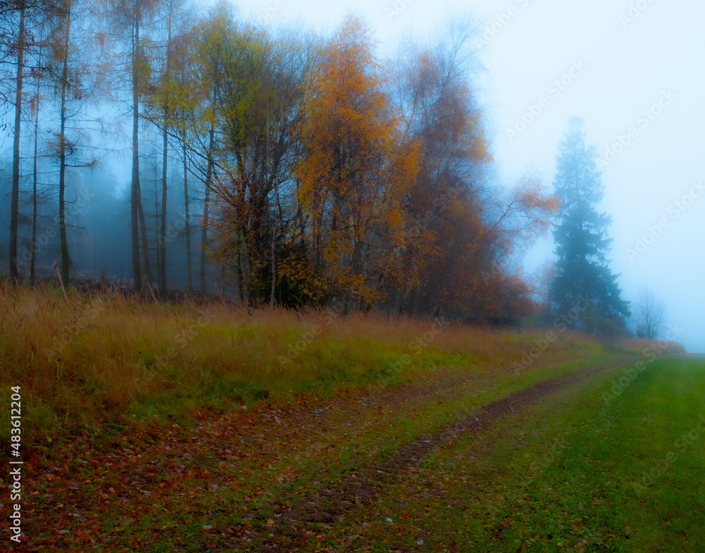 Magical foggy gloomy landscape with trees,fog, autumn landscape. Eastern Europe.  .