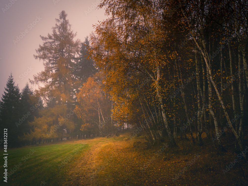 Magical foggy gloomy landscape with trees,fog, autumn landscape. Eastern Europe.  .