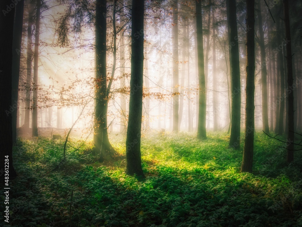 Obraz premium Foggy forest with sun rays, green plants,sunlight,sun rays. White Carpathians mountains,Czech republic. .