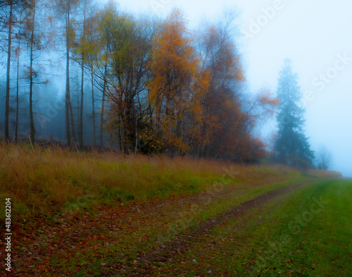 Magical foggy gloomy landscape with trees,fog, autumn landscape. Eastern Europe. .
