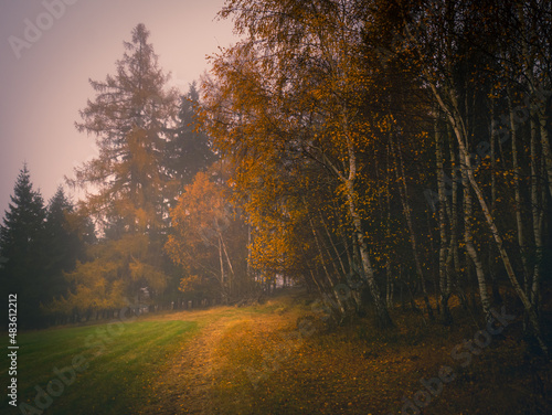Magical foggy gloomy landscape with trees fog  autumn landscape. Eastern Europe.  .