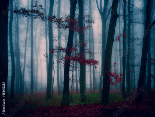 Magical foggy forest  fog tree trunks  gloomy autumn landscape. Eastern Europe.  .
