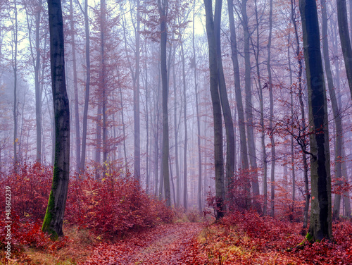 Magical foggy forest, autumn foliage, leafs,fog,tree trunks, gloomy autumn landscape. Eastern Europe.  . © Jansk