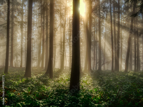 Foggy forest with sun rays  green plants sunlight sun rays. White Carpathians mountains Czech republic. .