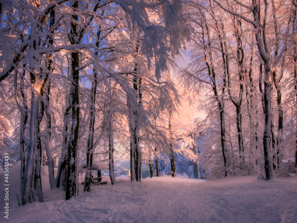 Winter snowy landscape with fresh snow covered trees,rime and mountain forest at winter sunny day. Czech republic.  .