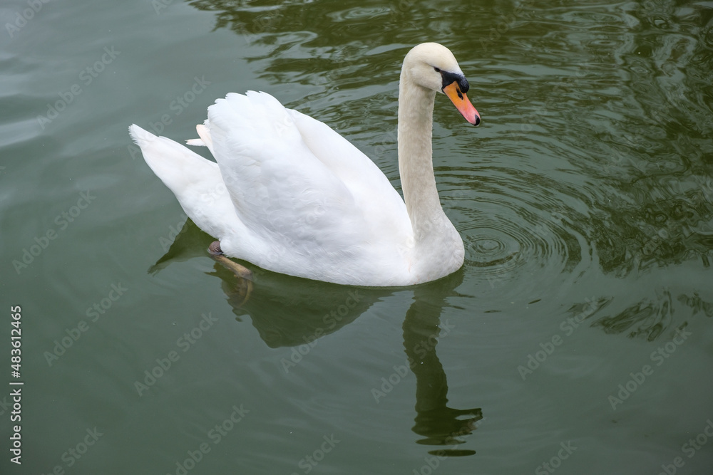 A swan and its reflection, gliding on the water of a pond in the park, white and majestic as swans usually are A swan and its reflection, gliding on the water of a pond in the park, white and majestic as swans usually are