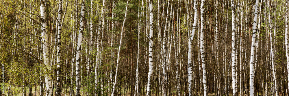 Birch trees in springtime. Natural panoramic background Birch trees in springtime. Natural panoramic background