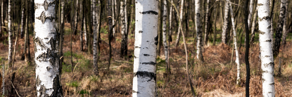 Fototapeta premium Birch trees in springtime. Natural panoramic background