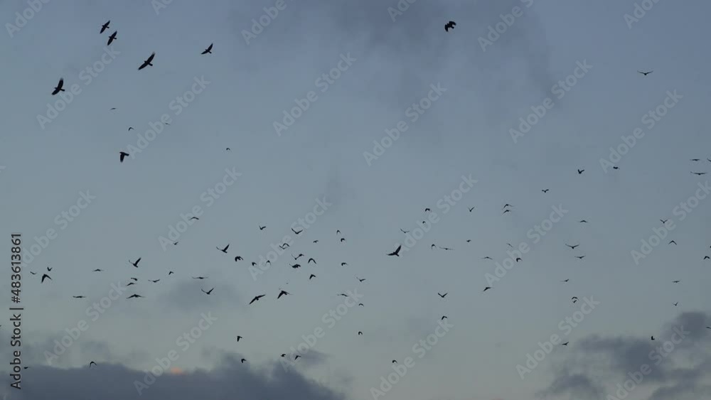 a flock of hundreds of rooks (Corvus frugilegus) in flight in late afternoon winter sky a flock of hundreds of rooks (Corvus frugilegus) in flight in late afternoon winter sky