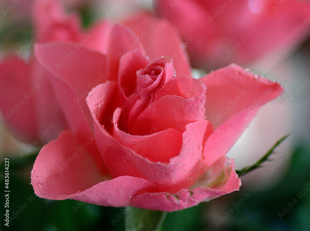 Kwiat róży pokryty rosą - obrazy, fototapety, plakaty 