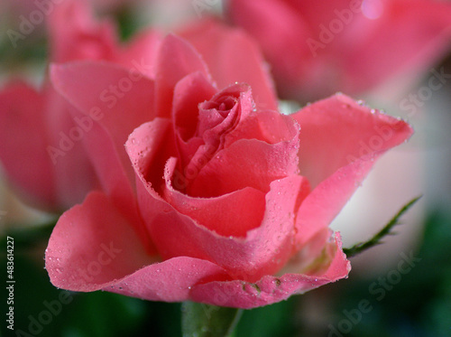 Kwiat róży pokryty rosą