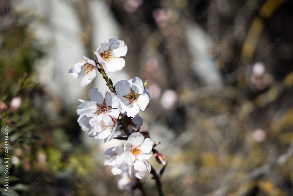 White Almond blossom flower against a blue sky, vernal blooming of almond tree flowers in Spain, spring, almond nut close up with flowers White Almond blossom flower against a blue sky, vernal blooming of almond tree flowers in Spain, spring, almond nut close up with flowers