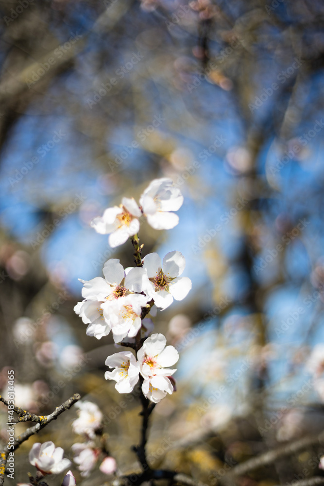 White Almond blossom flower against a blue sky, vernal blooming of almond tree flowers in Spain, spring, almond nut close up with flowers White Almond blossom flower against a blue sky, vernal blooming of almond tree flowers in Spain, spring, almond nut close up with flowers