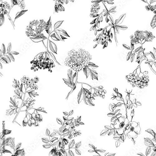 Monochrome seamless pattern with medicinal shrubs