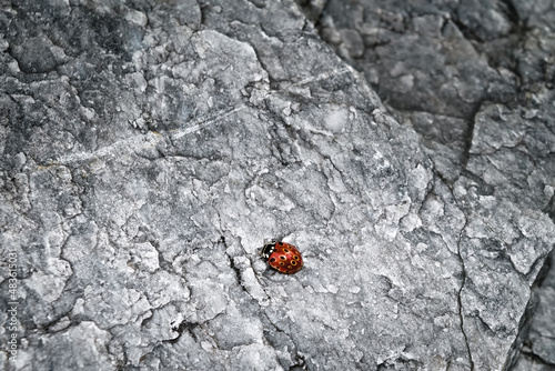 Ladybug on stone texture macro photo. ladybug on stone background. © Anatoliy