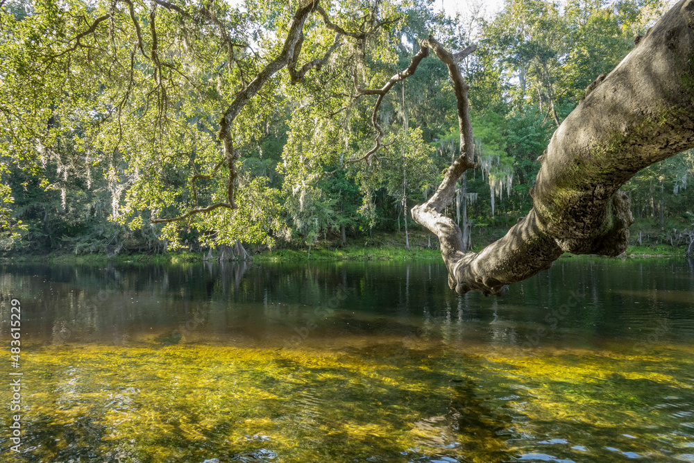 Naklejka premium Oak tree limb overhanging the Santa Fe river at Poe Springs, Gilchrist County, Florida