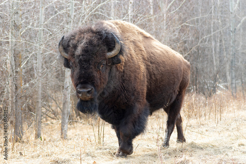 Fotobehang american bison in the forest