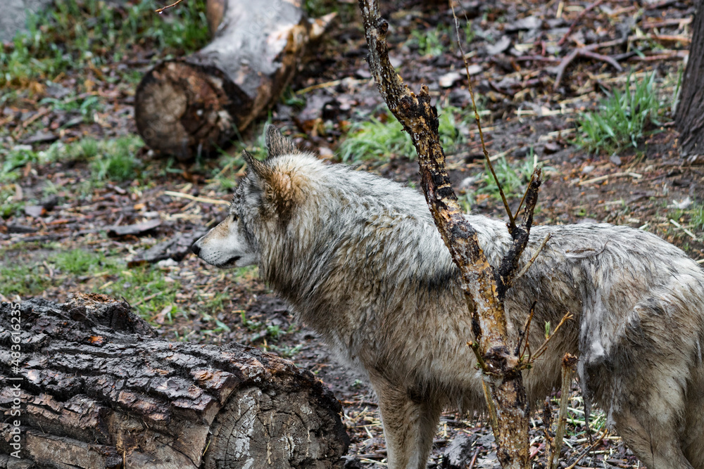 wet wolf standing in rainy forest