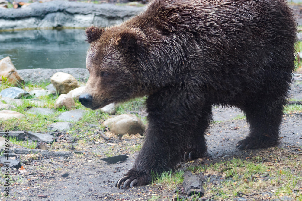 grizzly bear walking in front of lake grizzly bear walking in front of lake