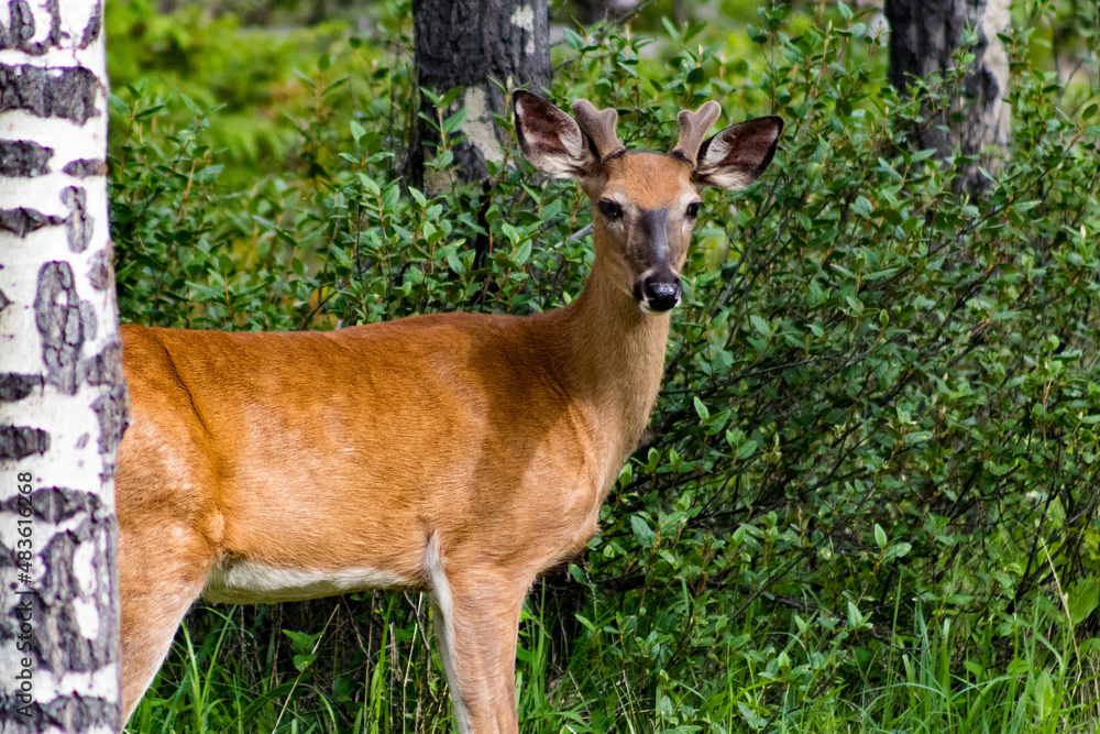 young male deer just growing antlers standing in green forest by birch tree young male deer just growing antlers standing in green forest by birch tree