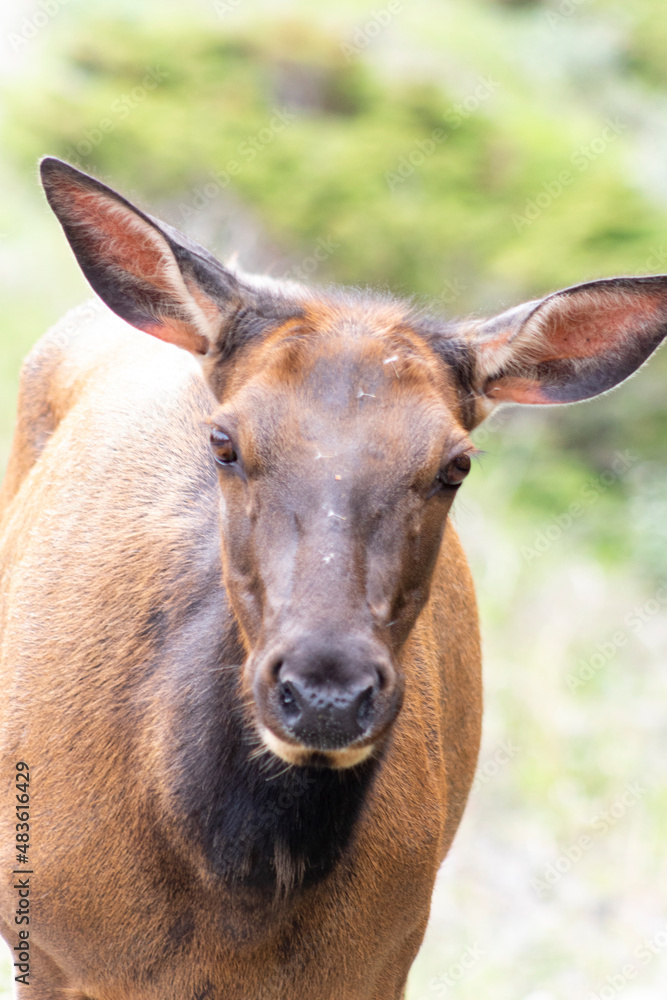female elk closeup of face and ears with blurred green background