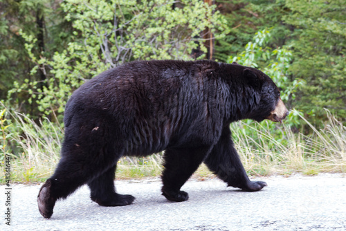 black bear walking down road in front of green trees, side profile, full body
