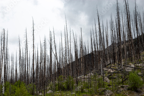 aftermath post first fire in mountain forest