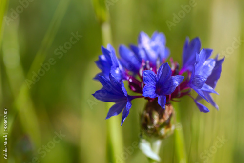 Bachelor's button blue flower