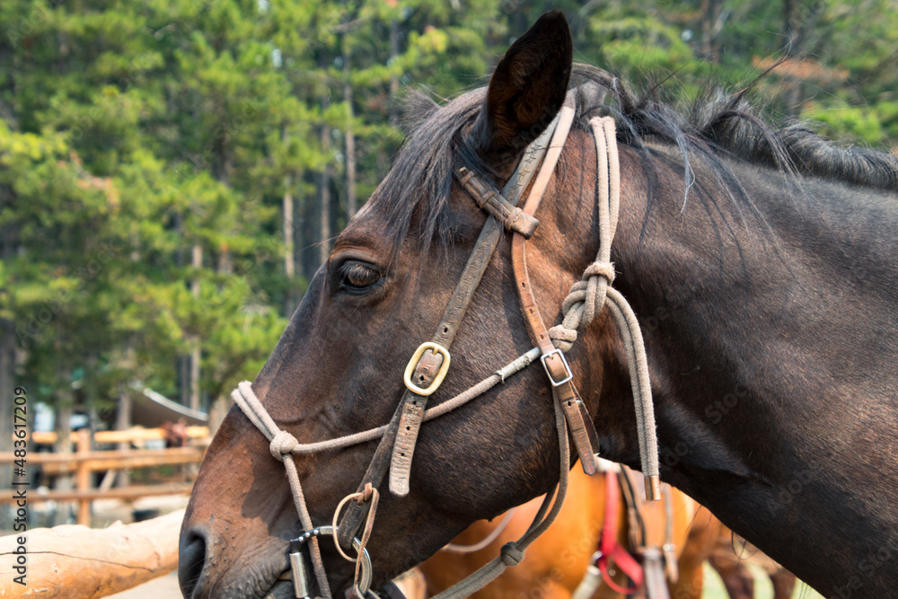 Close up of horse face