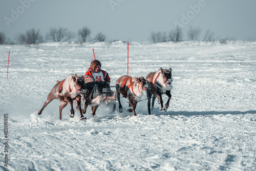 Deer race from the deer festival of the Nenets people living in Siberia
