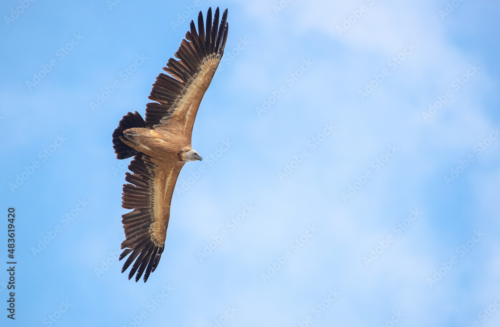 Obraz premium Gyps fulvus - Griffon vulture - Prirn mountains