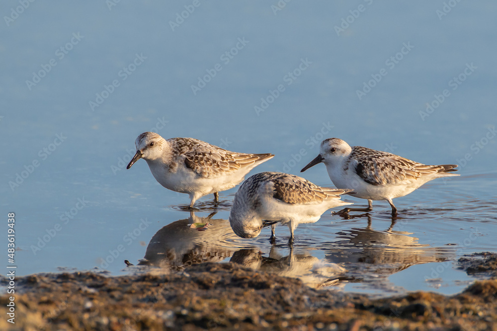 Obraz premium Sanderling - Calidris alba