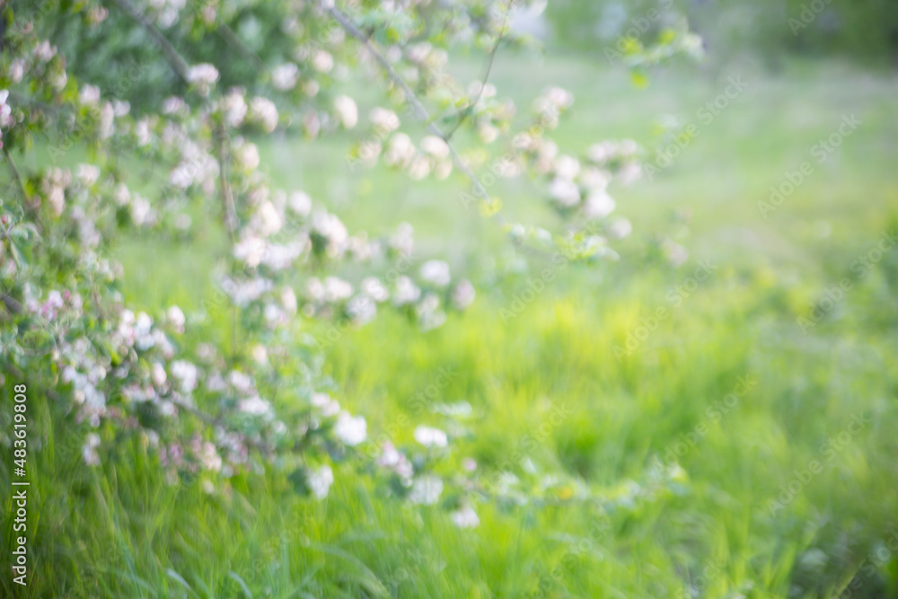 Blurred abstract background from a blossoming apple tree against a green meadow. Spring concept.