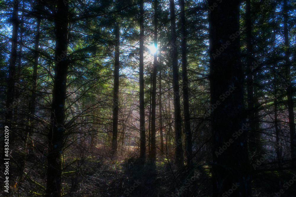 Fototapeta premium Auvergne wild forest, fir trees against the light and rays of sunshine