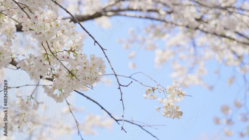 桜 春 風 桜 春 風